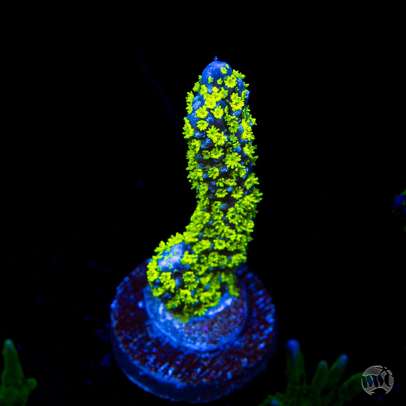 Tubbs Stellata Montipora