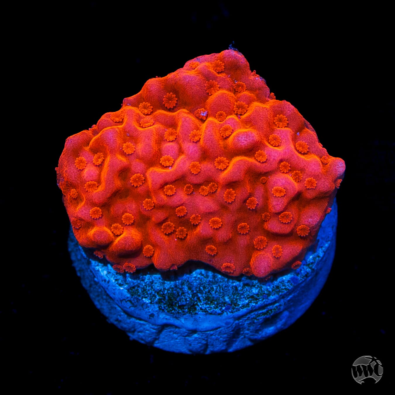 Tyree Orange Setosa Montipora