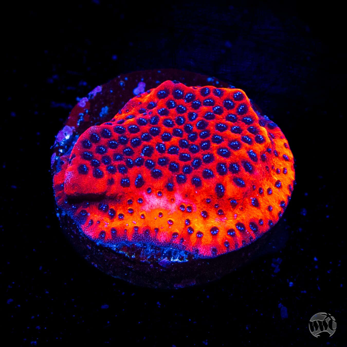 WWC Mystic Sunset Montipora