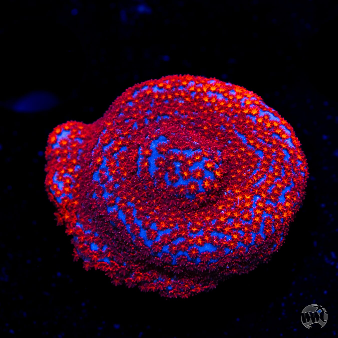 WWC Superman Montipora