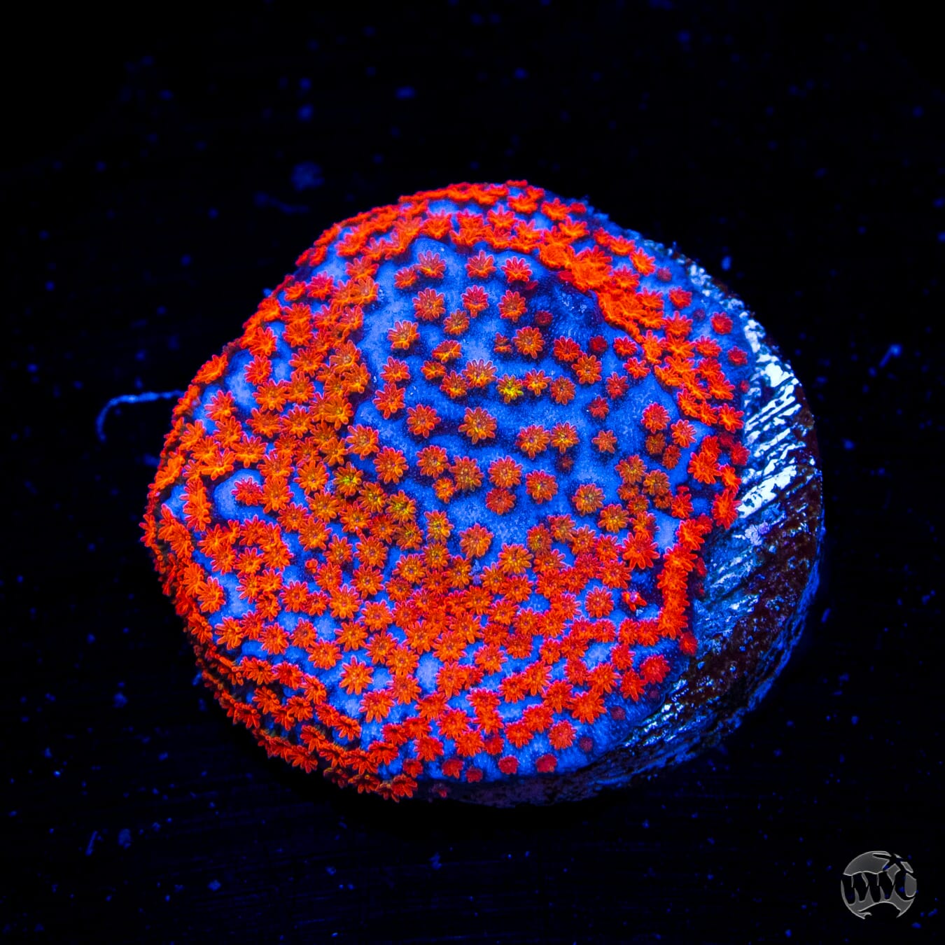 Rainbow Montipora