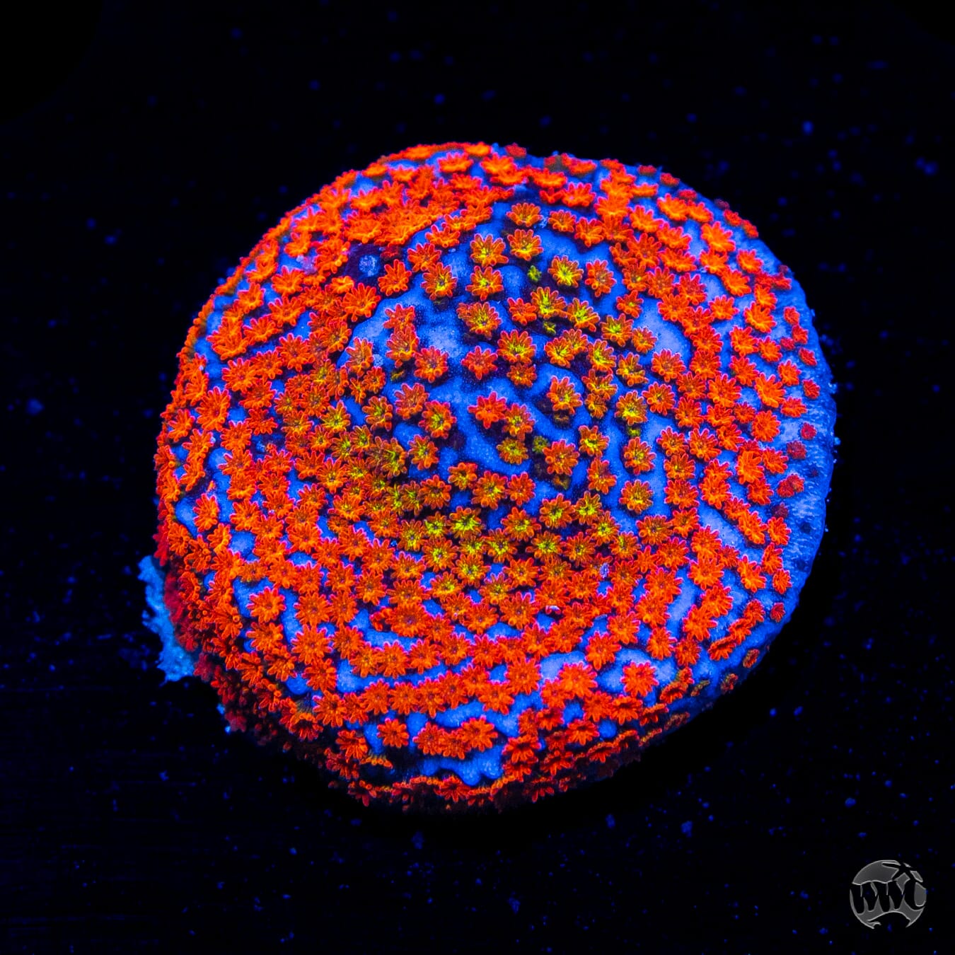 Rainbow Montipora