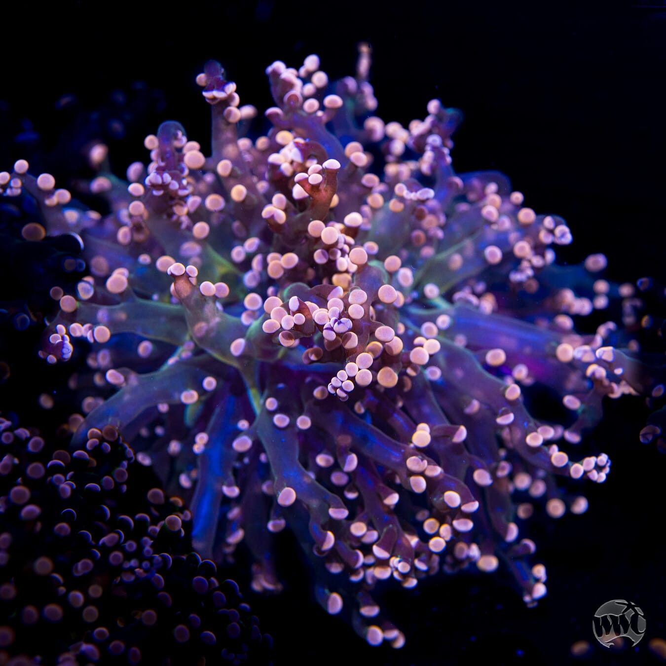 Peach Tipped Branching Frogspawn