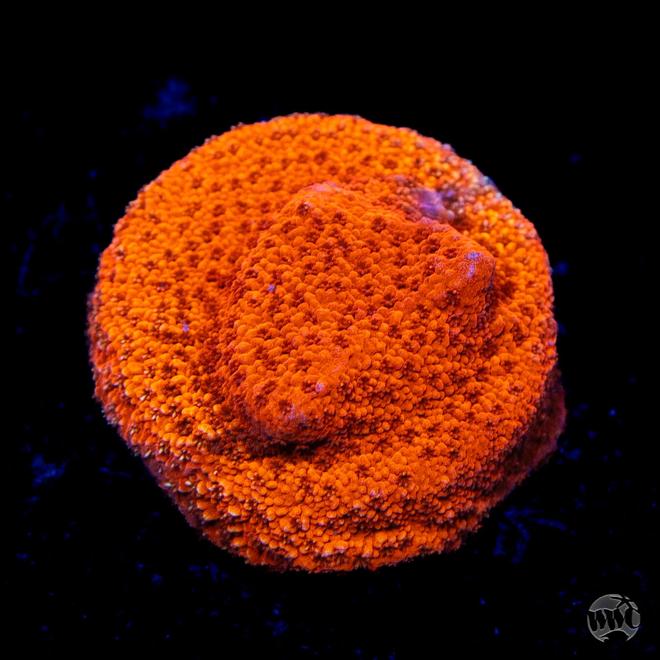 WWC Atomic Red Montipora