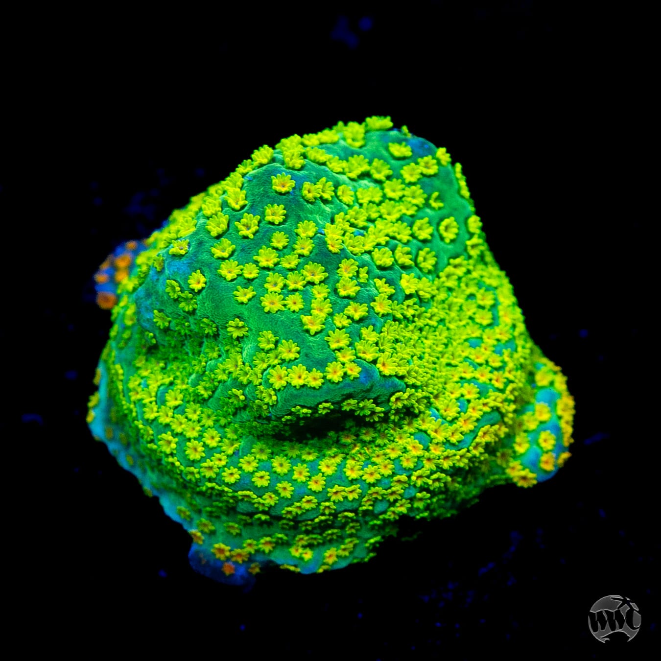 Jason Fox Not so Grafted Rainbow Montipora