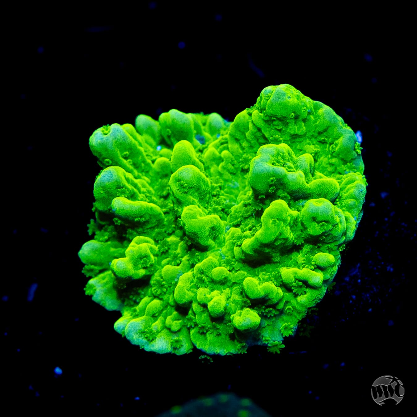 WWC Sour Apple Hirsuta Montipora