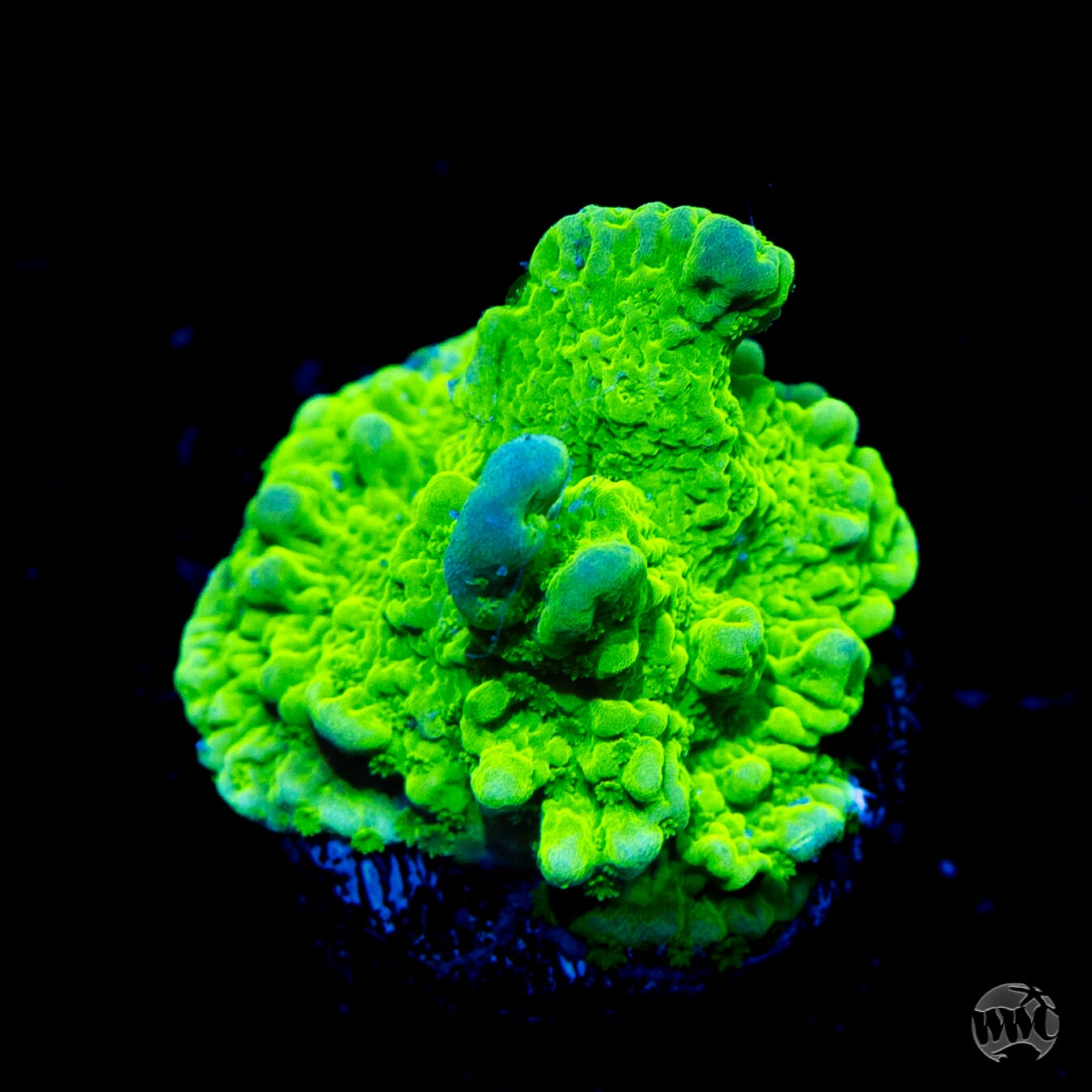 WWC Sour Apple Hirsuta Montipora