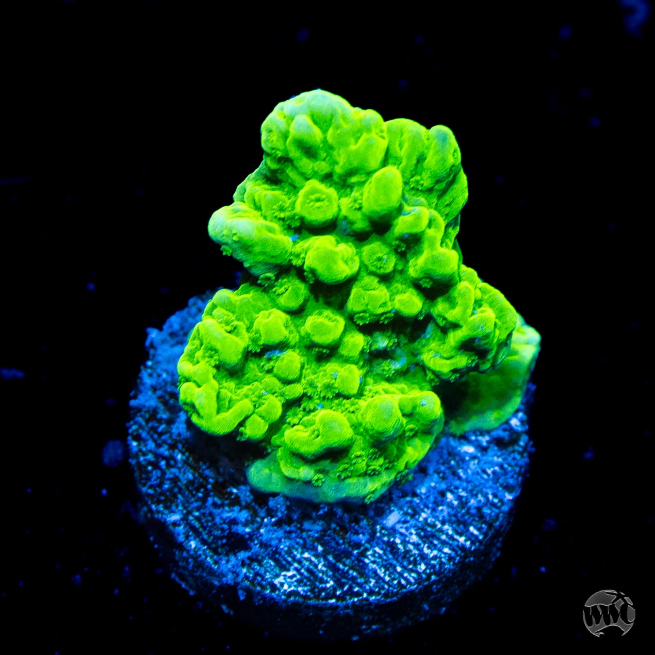 WWC Sour Apple Hirsuta Montipora