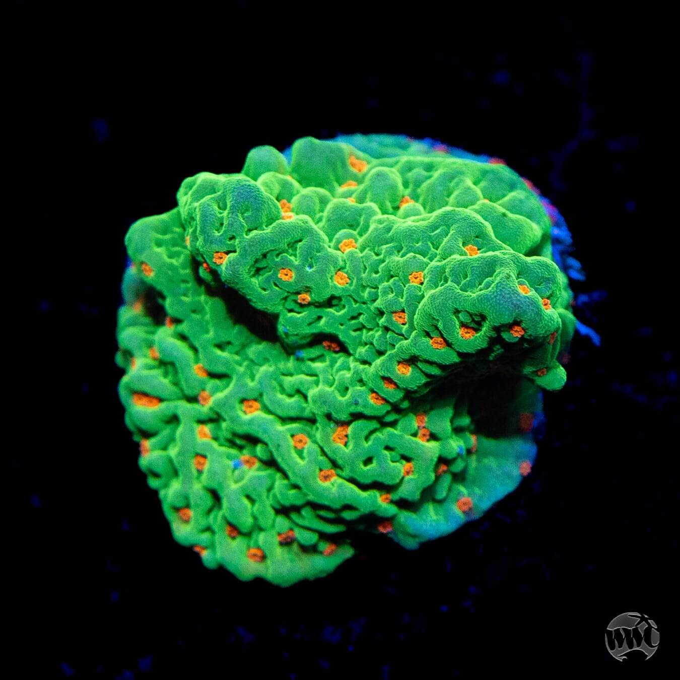 Tequila Sunrise Montipora