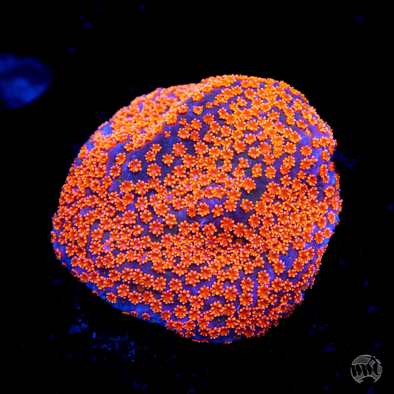 Jason Foz Dizzy Spell Montipora