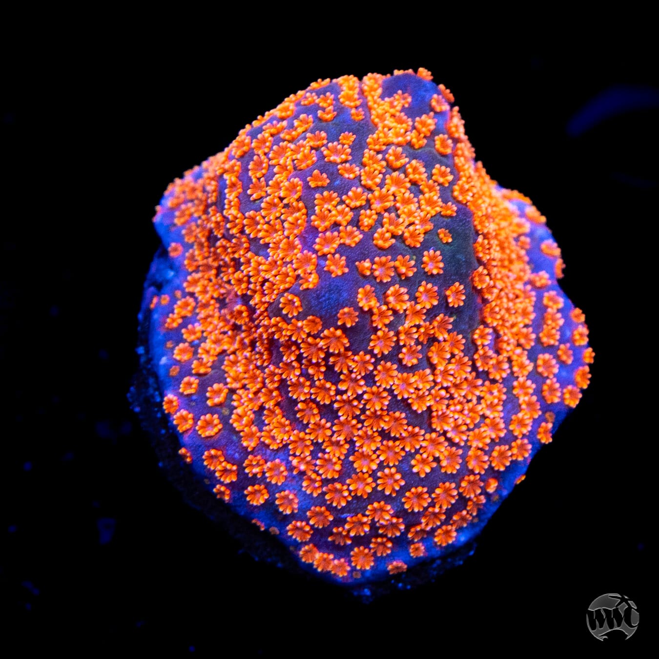 Jason Foz Dizzy Spell Montipora