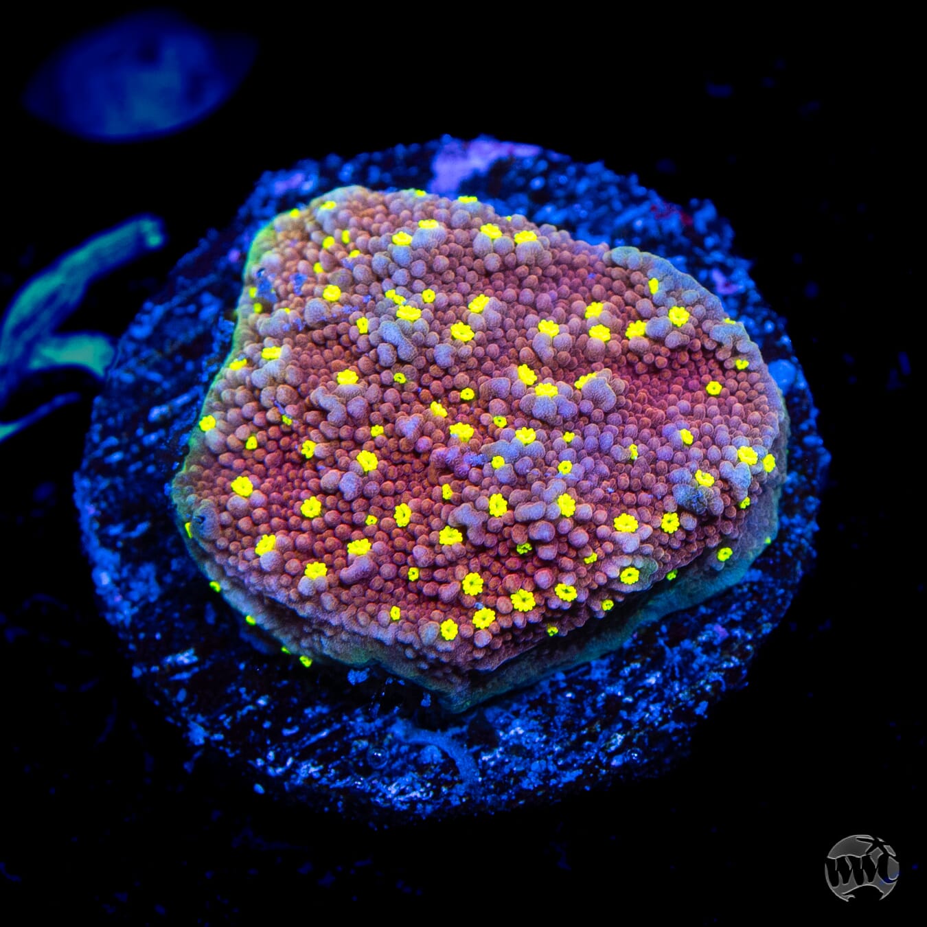 CC Habanero Montipora