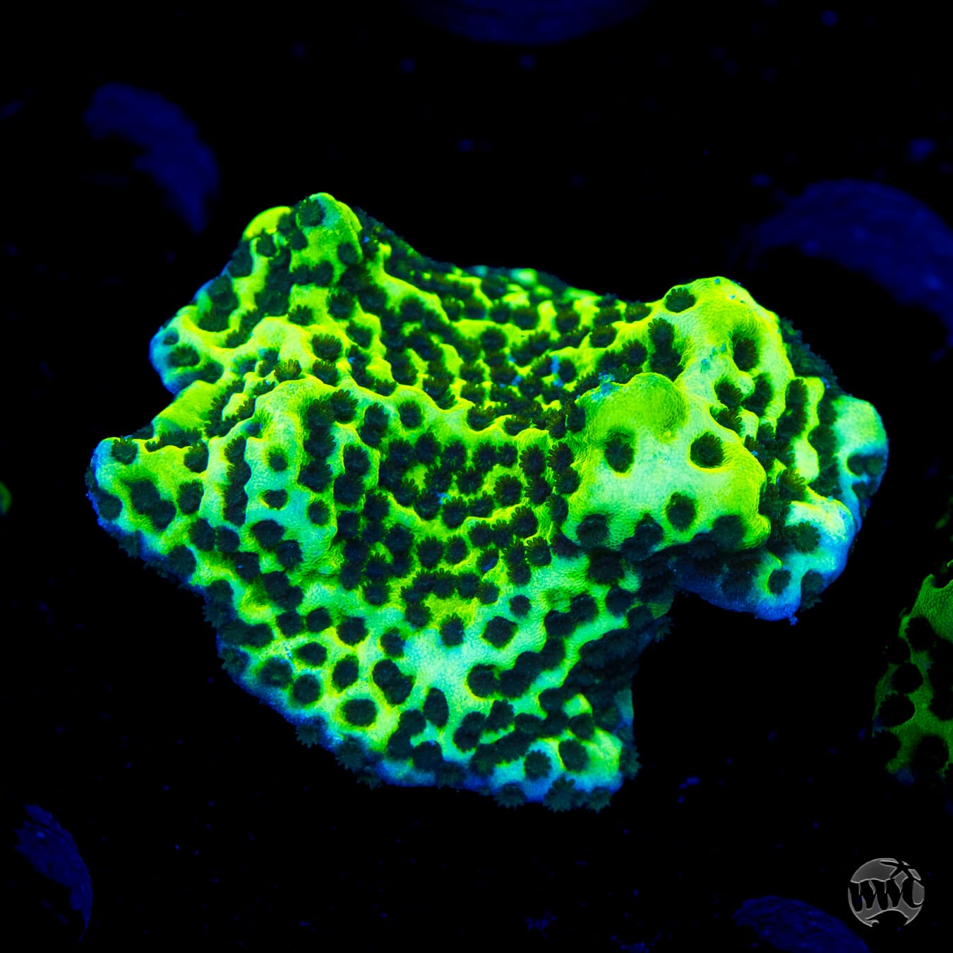 Neon Spongodes Montipora