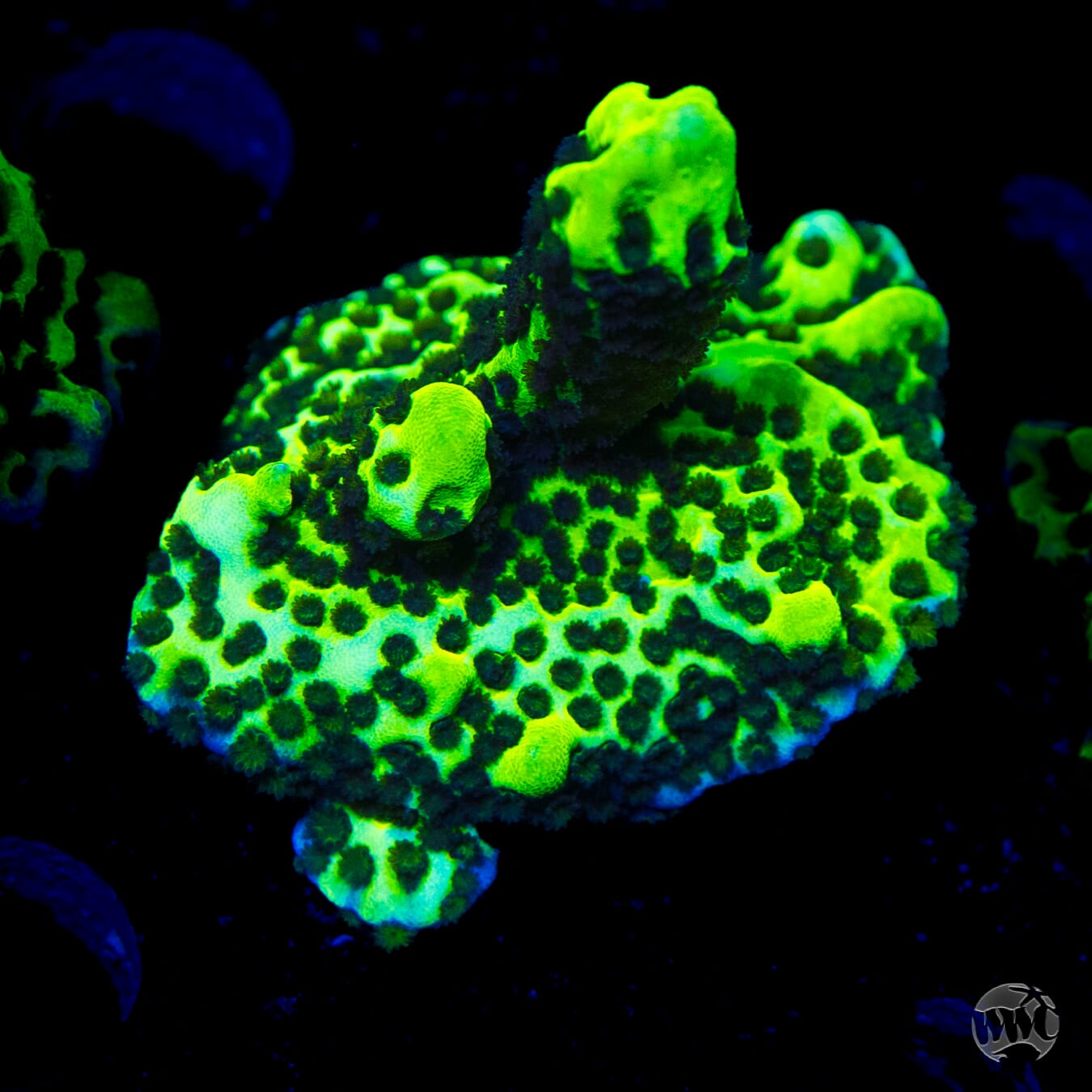 Neon Spongodes Montipora