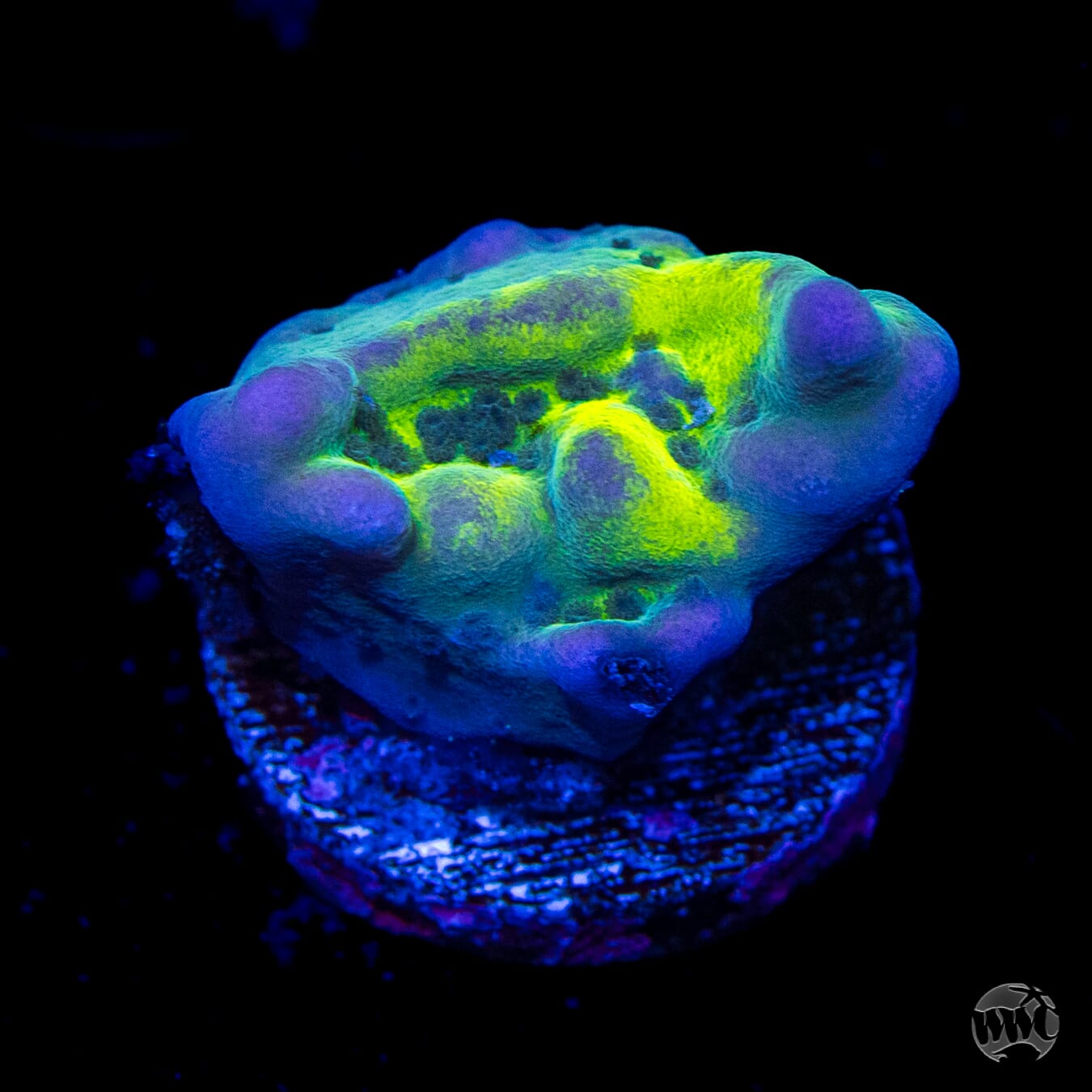 WWC Lucky Charmz Montipora