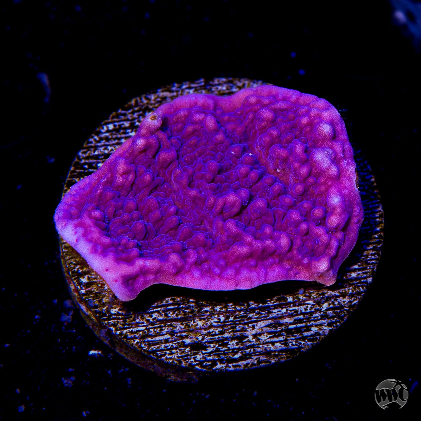 Vivid's Purple Cap Montipora