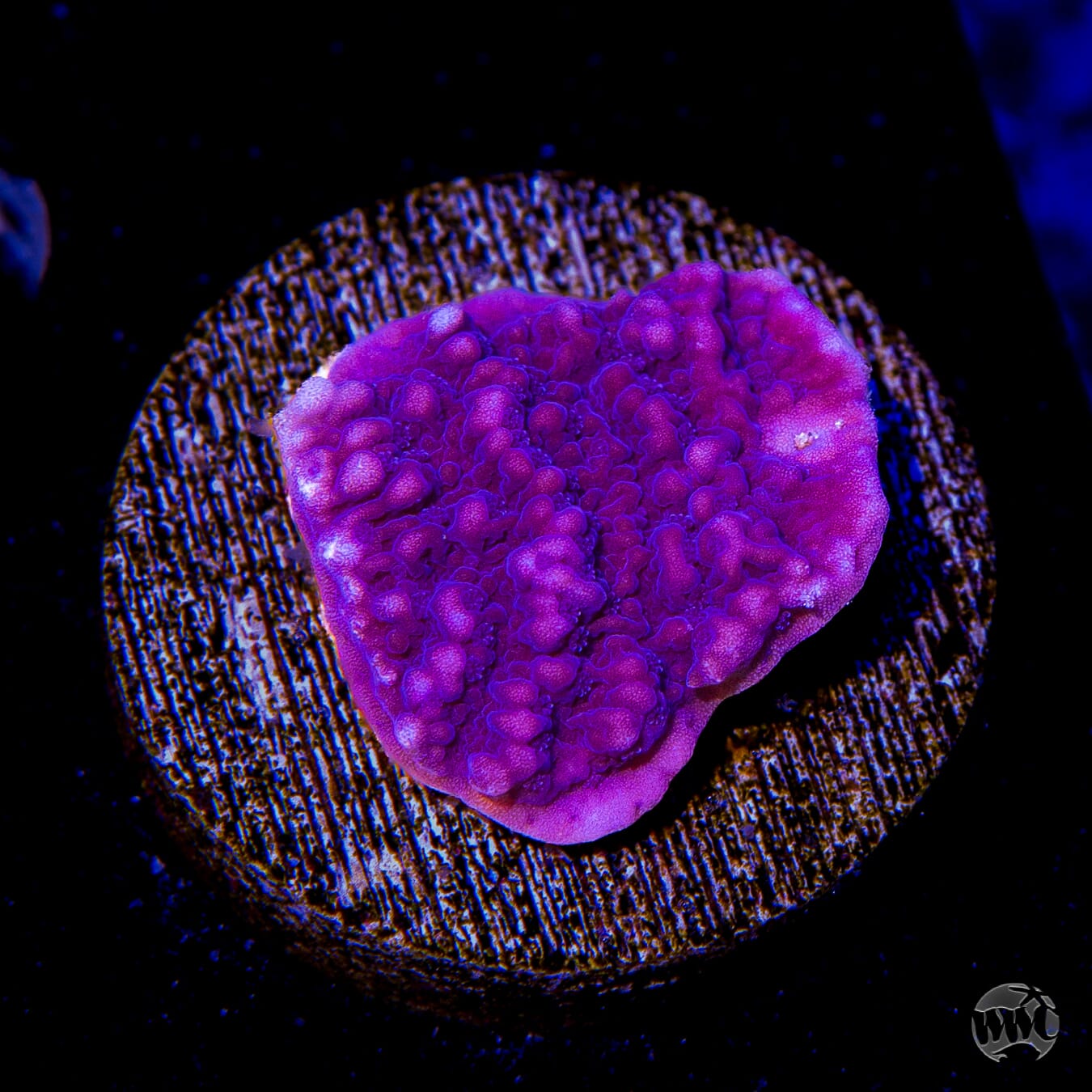 Vivid's Purple Cap Montipora