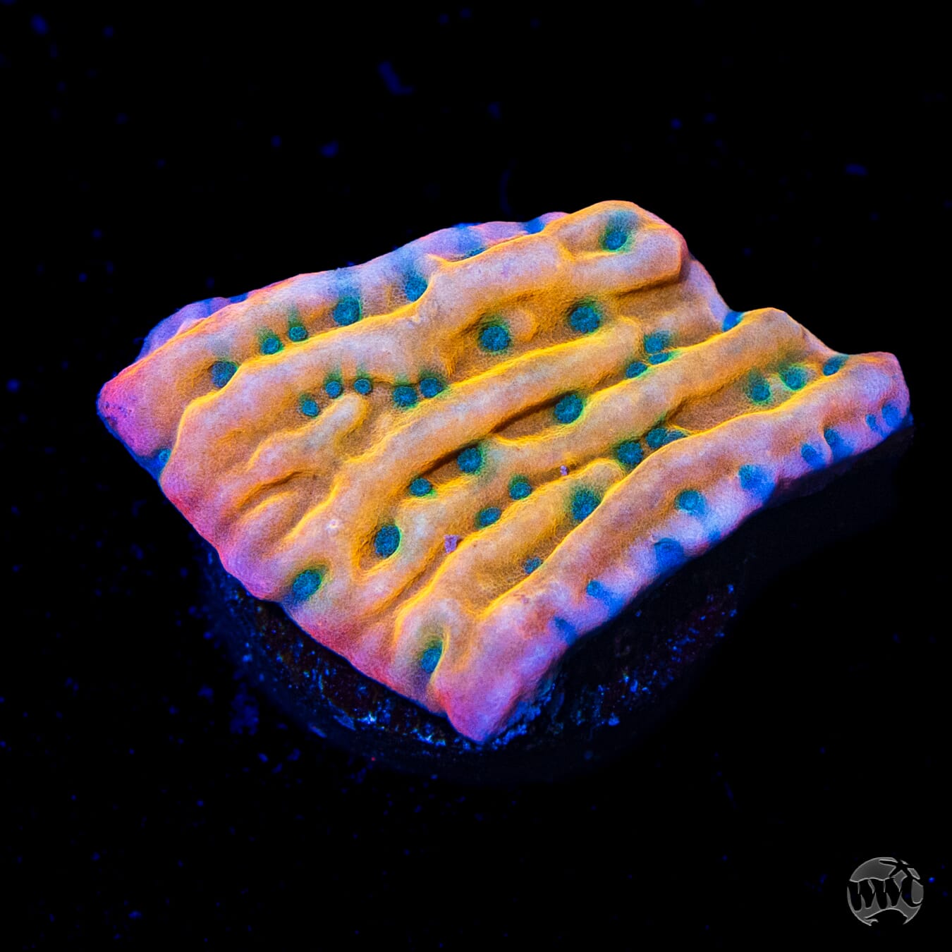 WWC Kung Pow Montipora