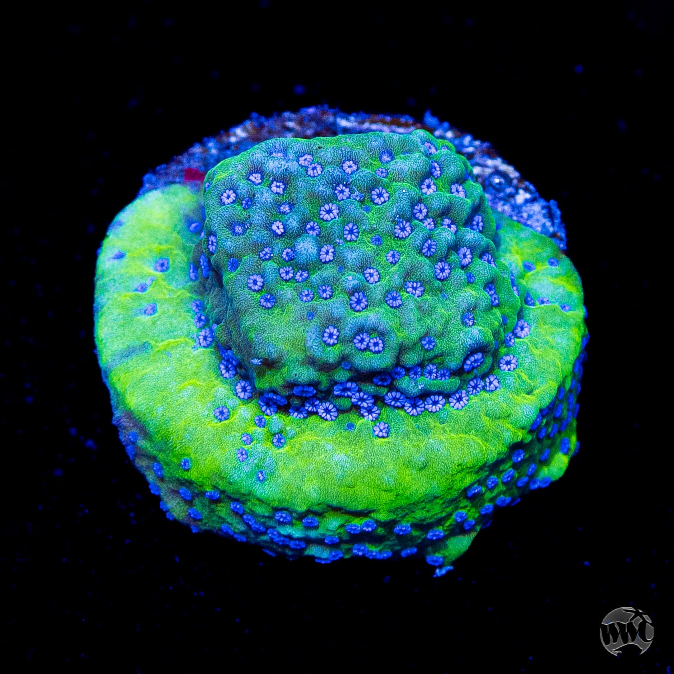 Blue Comet Montipora