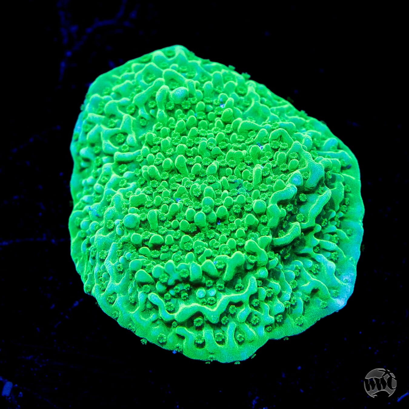 WWC Spearmint Cap Montipora