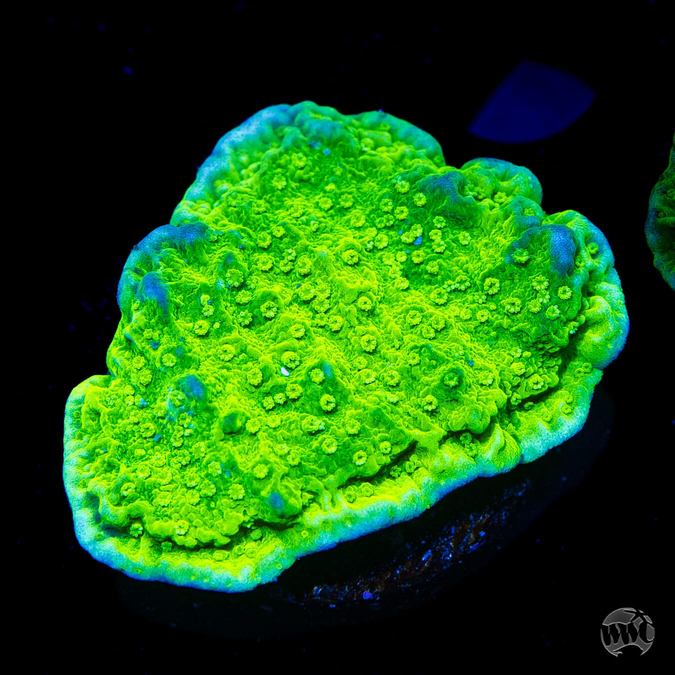 WWC Money Shot Montipora