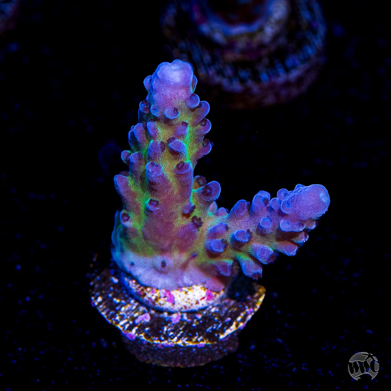 WWC Madman Austera Acropora