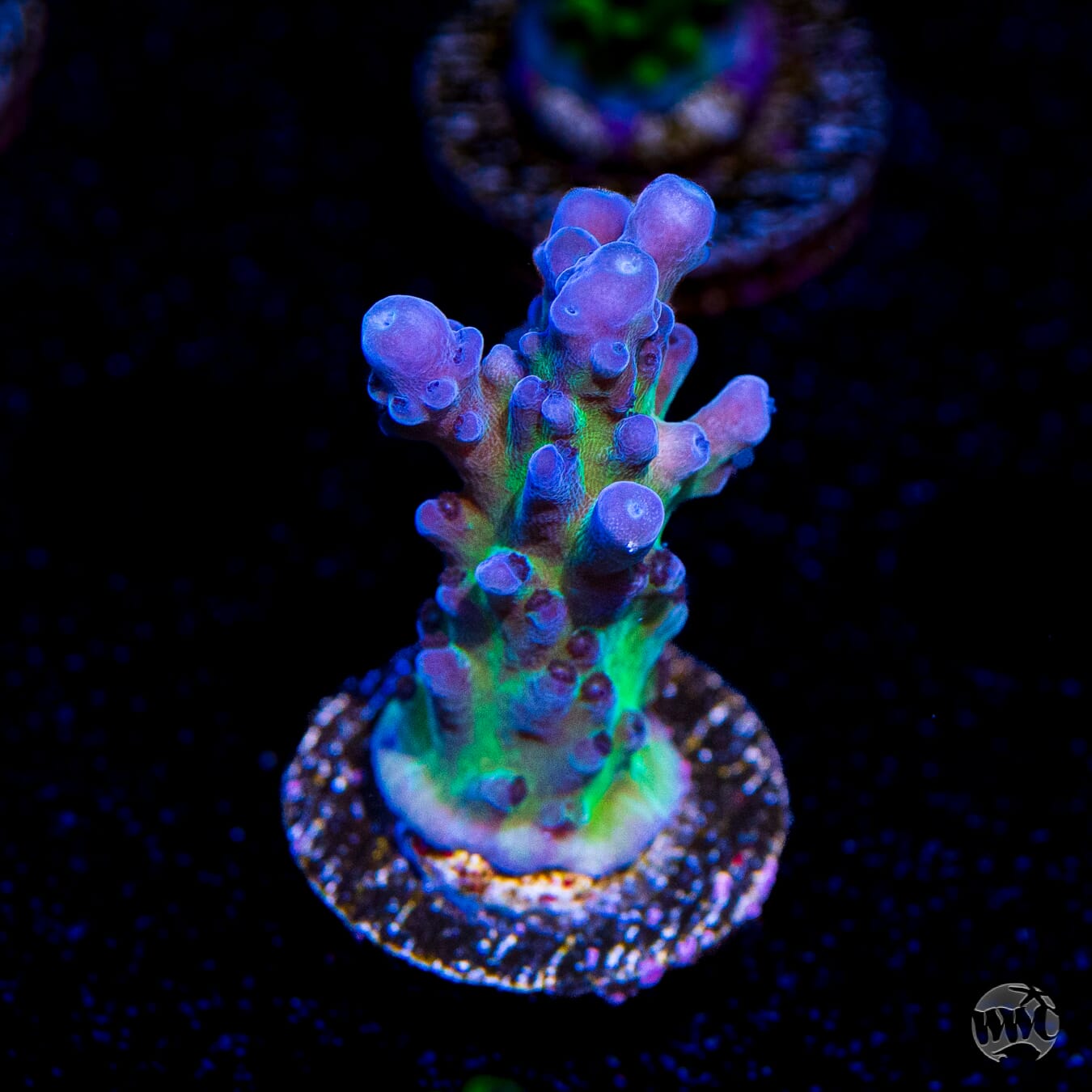 WWC Madman Austera Acropora