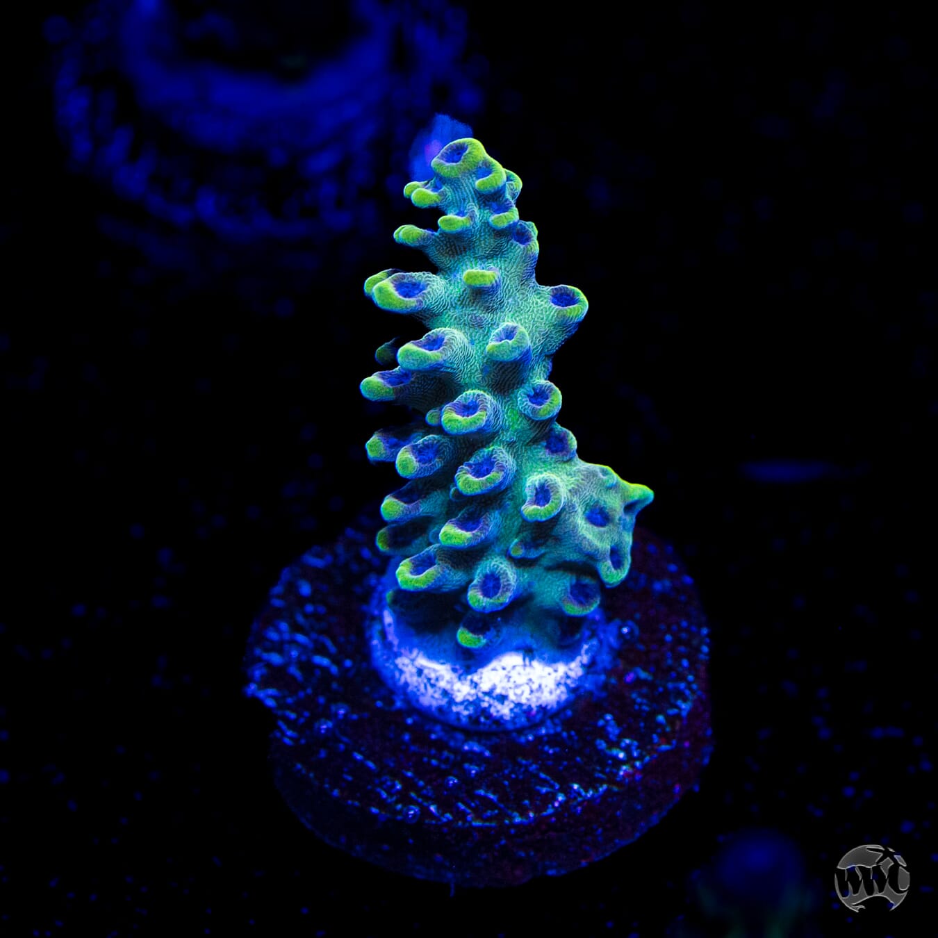 WWC Aussie Weeds Acropora