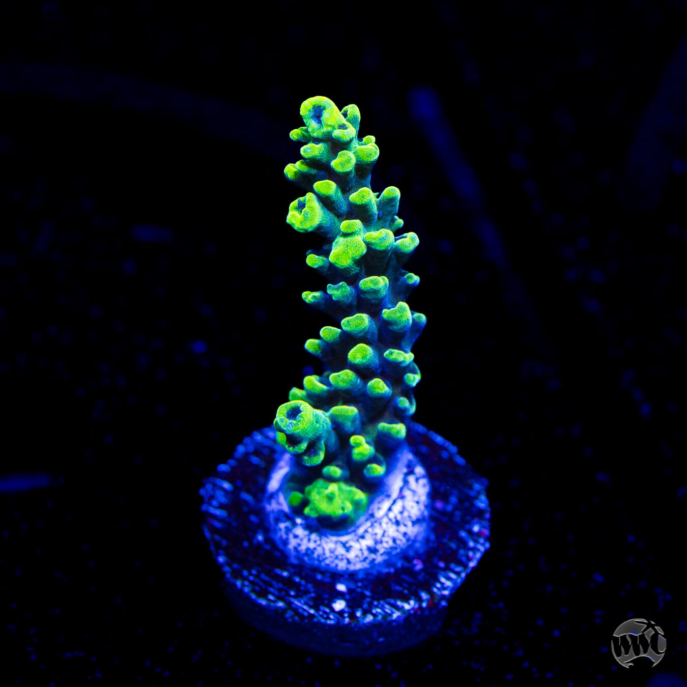 WWC Aussie Weeds Acropora