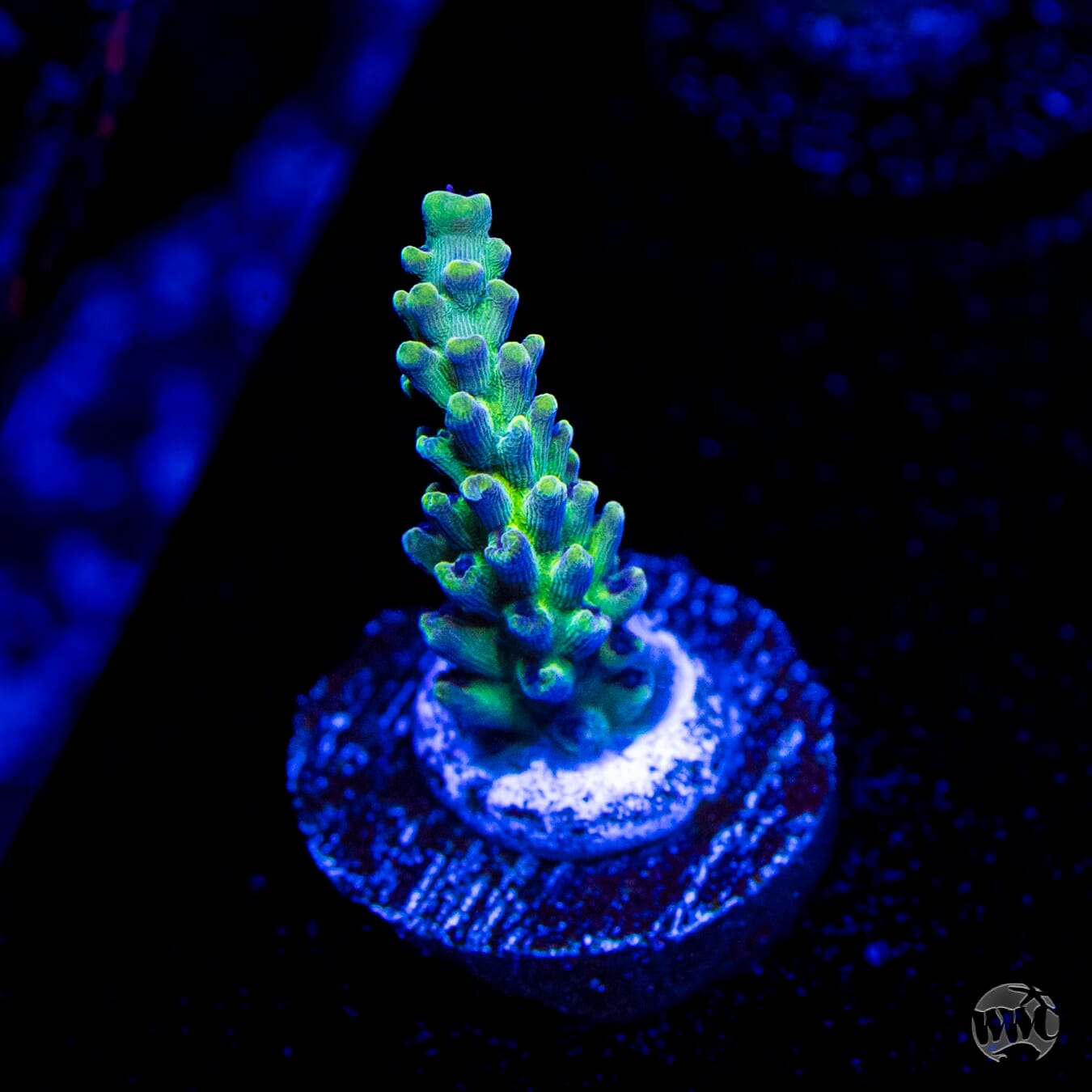 WWC Aussie Weeds Acropora