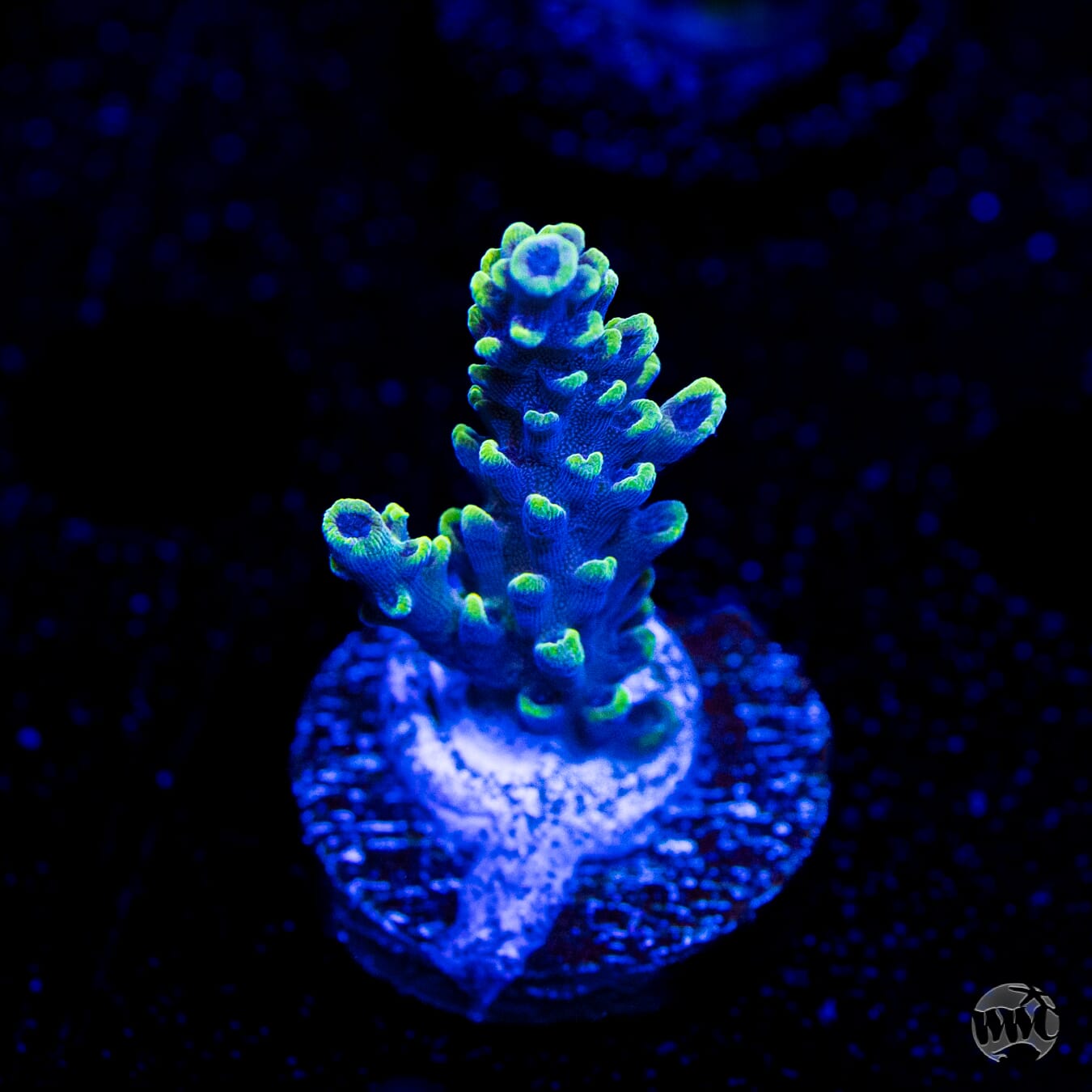 WWC Aussie Weeds Acropora