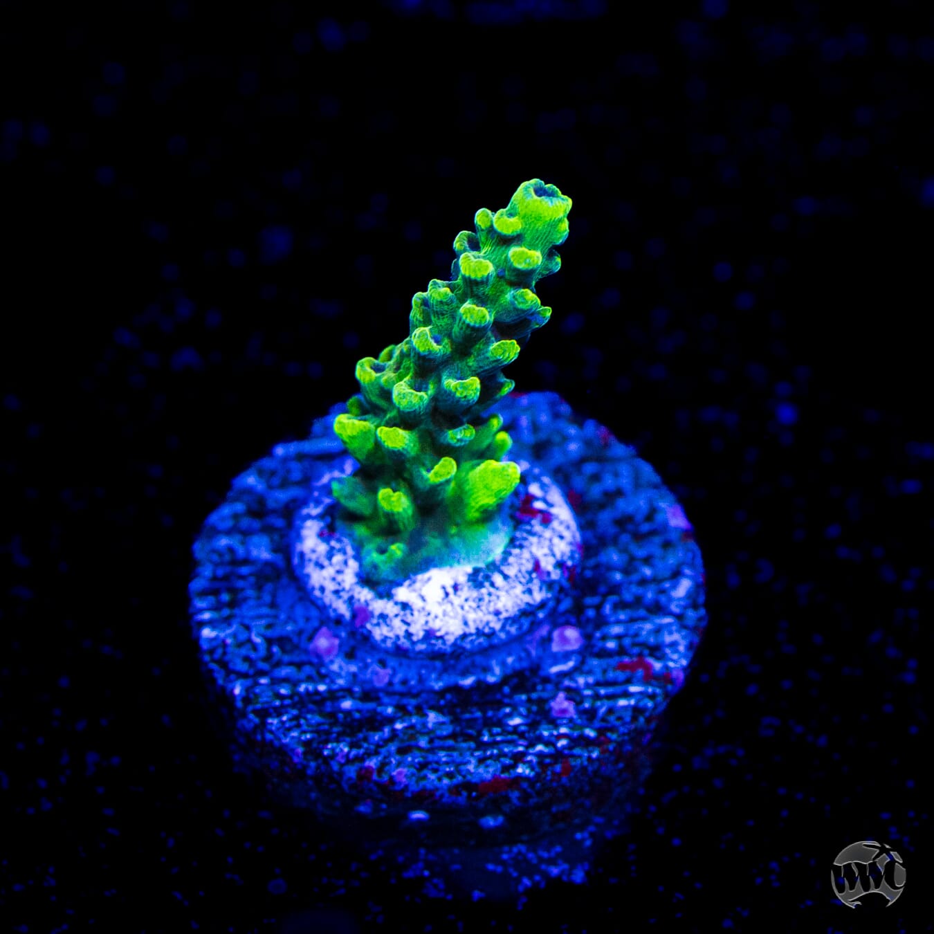 WWC Aussie Weeds Acropora