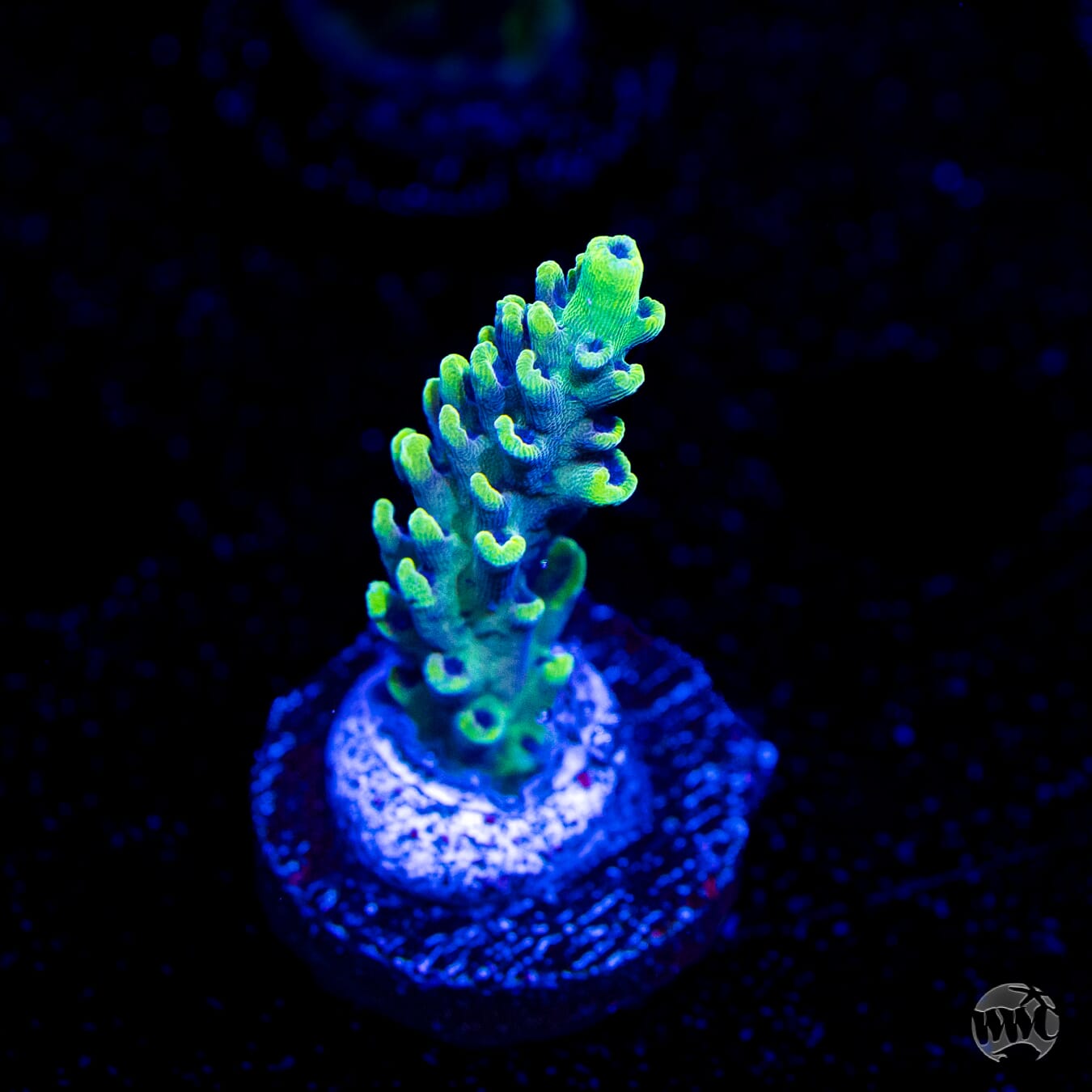 WWC Aussie Weeds Acropora