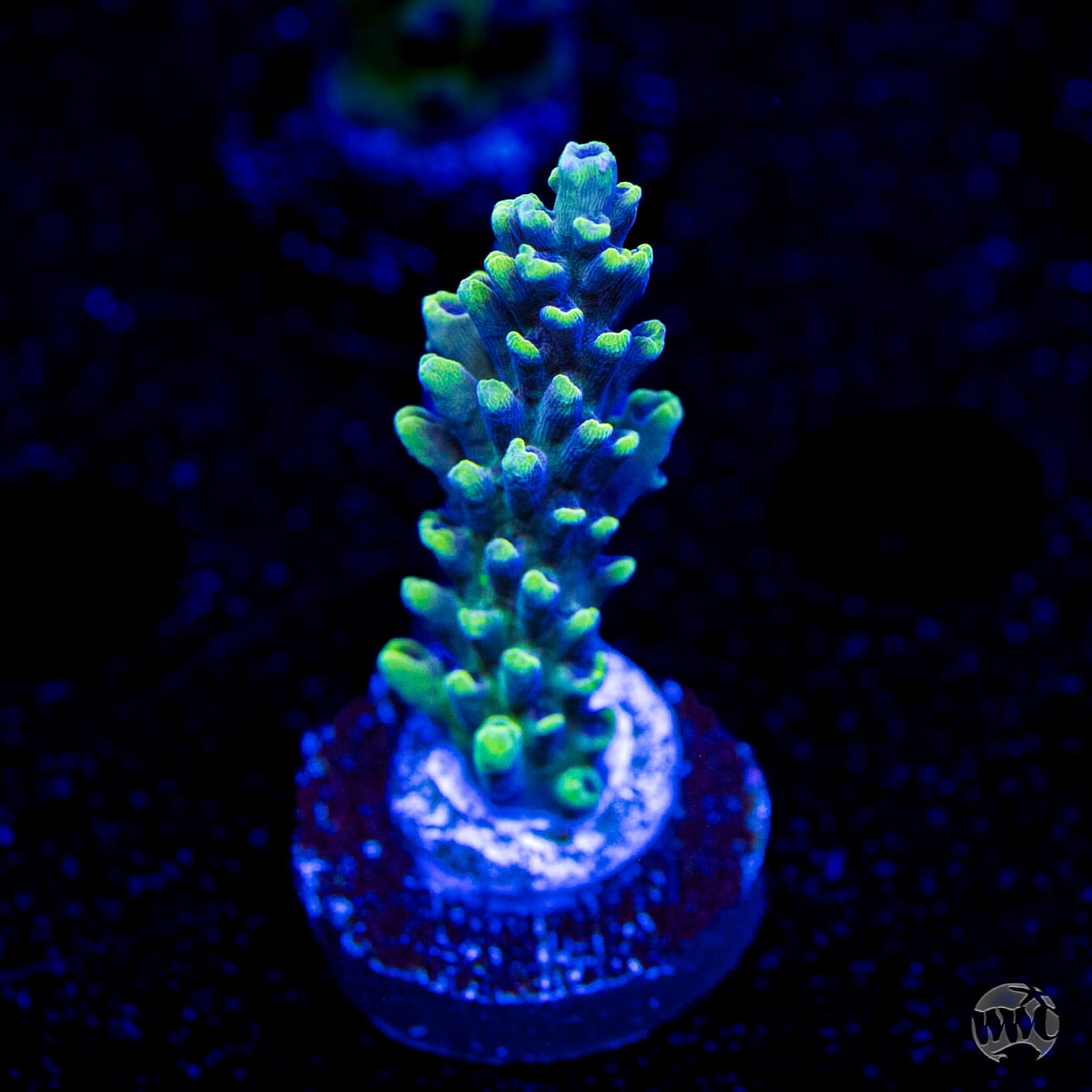 WWC Aussie Weeds Acropora