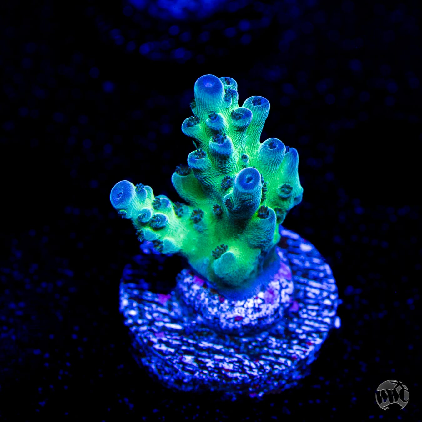 WWC Dolla Tree Acropora