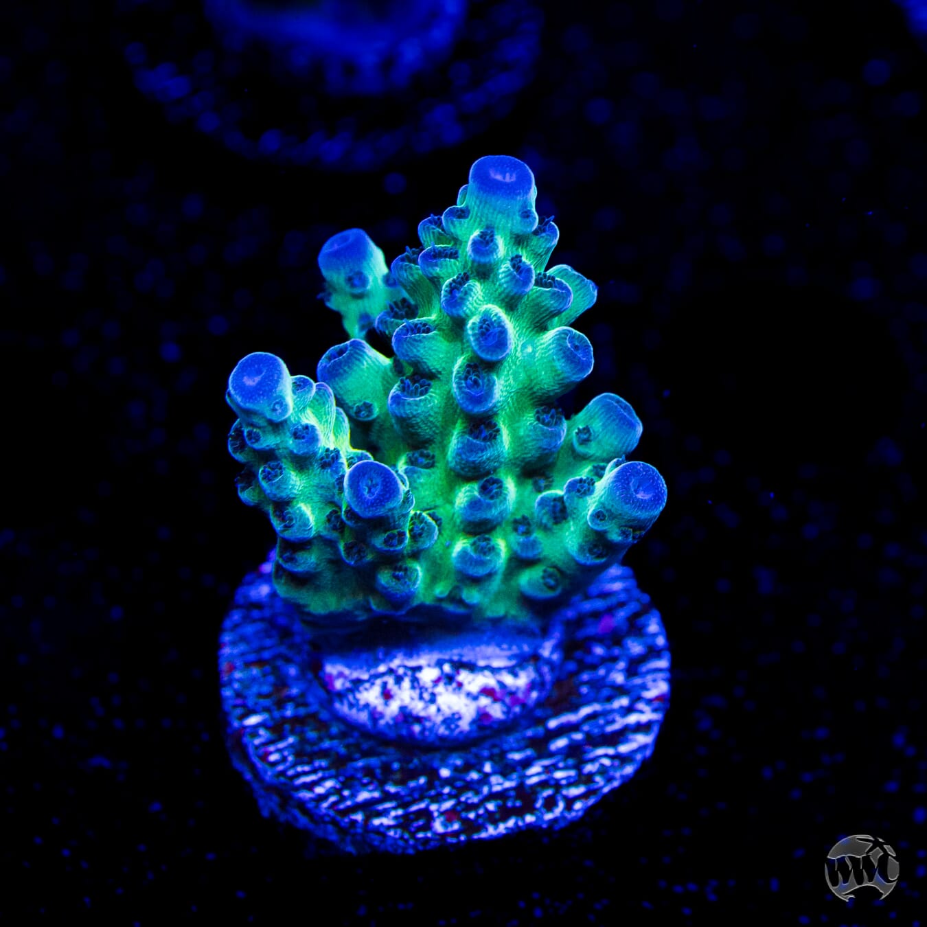 WWC Dolla Tree Acropora