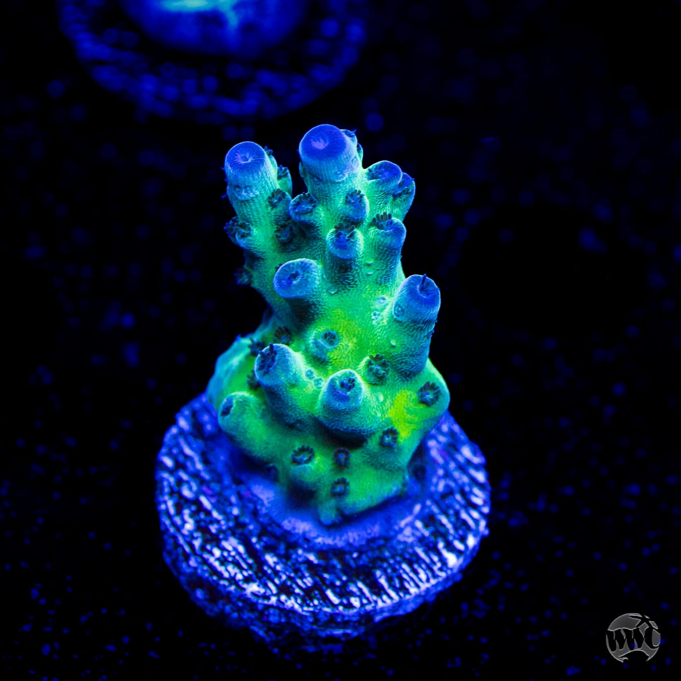 WWC Dolla Tree Acropora