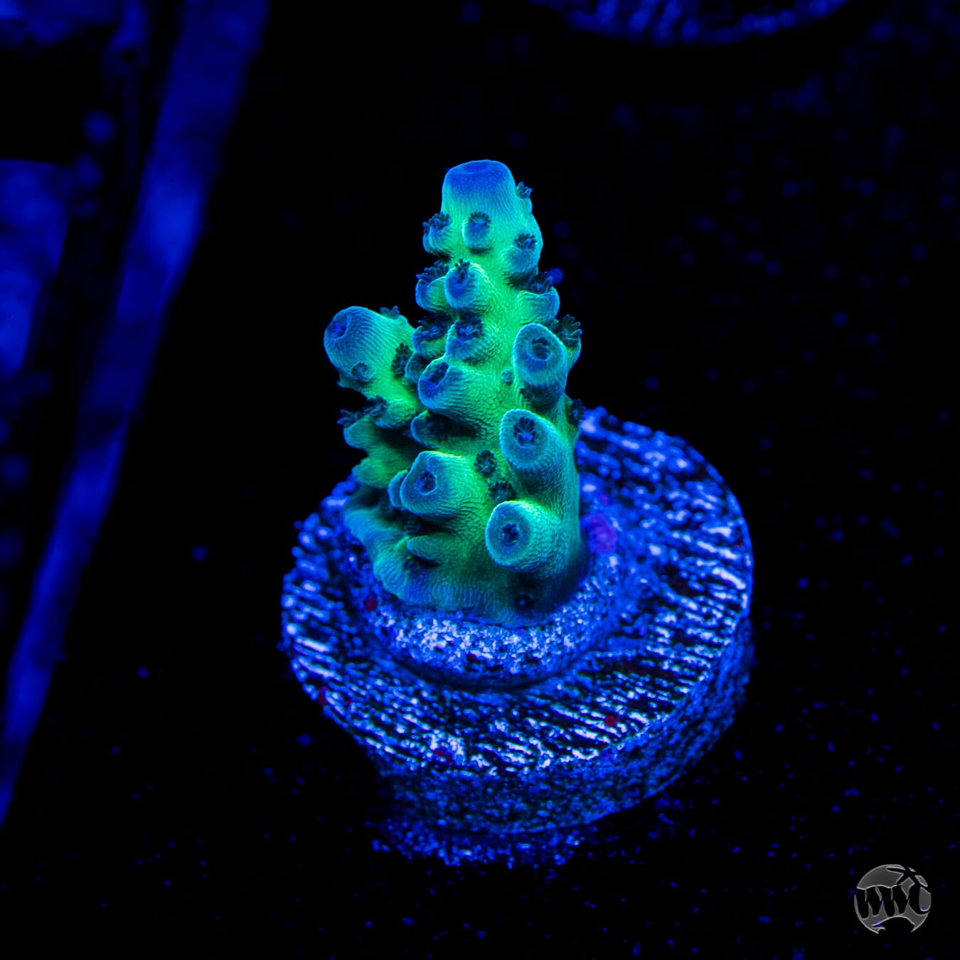 WWC Dolla Tree Acropora