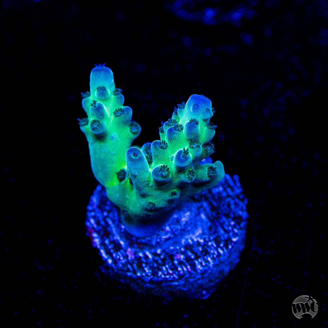 WWC Dolla Tree Acropora