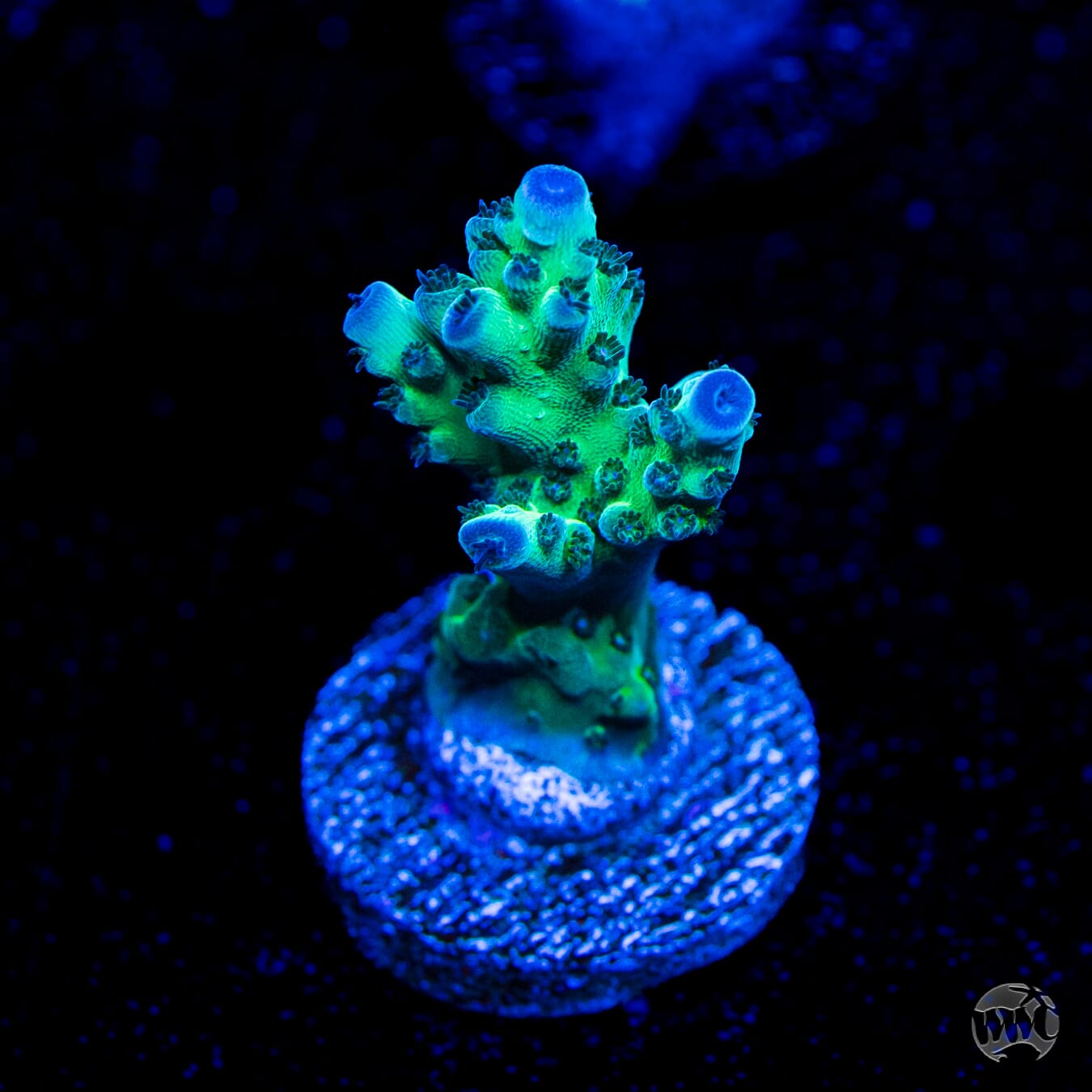 WWC Dolla Tree Acropora