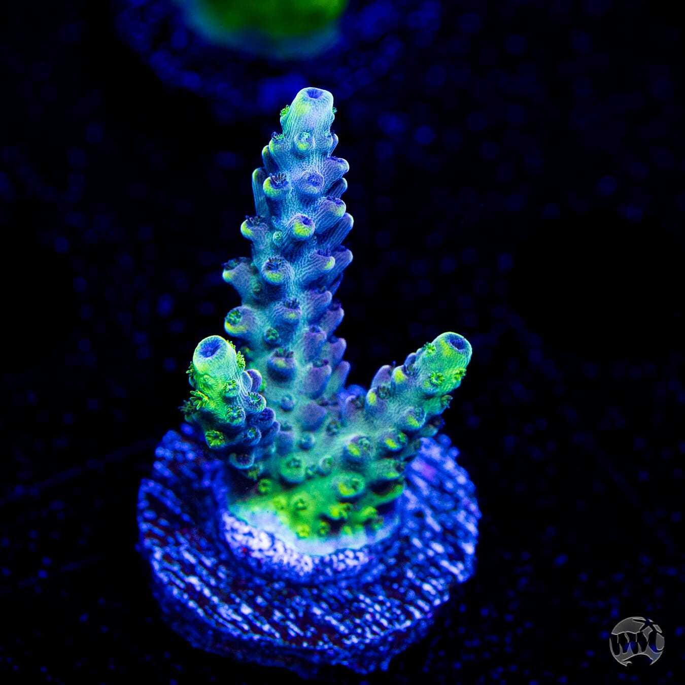 GH Aqua Delight Acropora