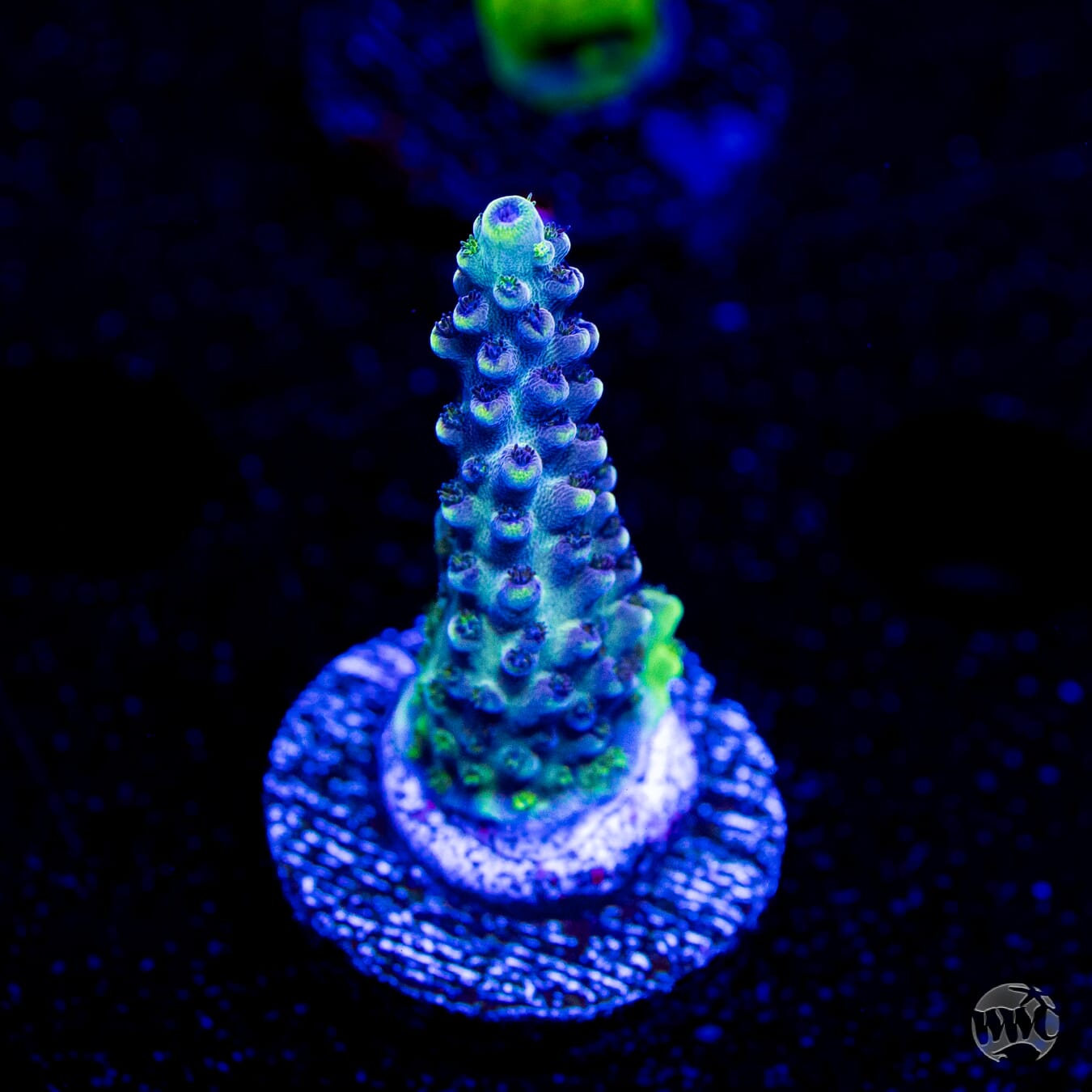 GH Aqua Delight Acropora