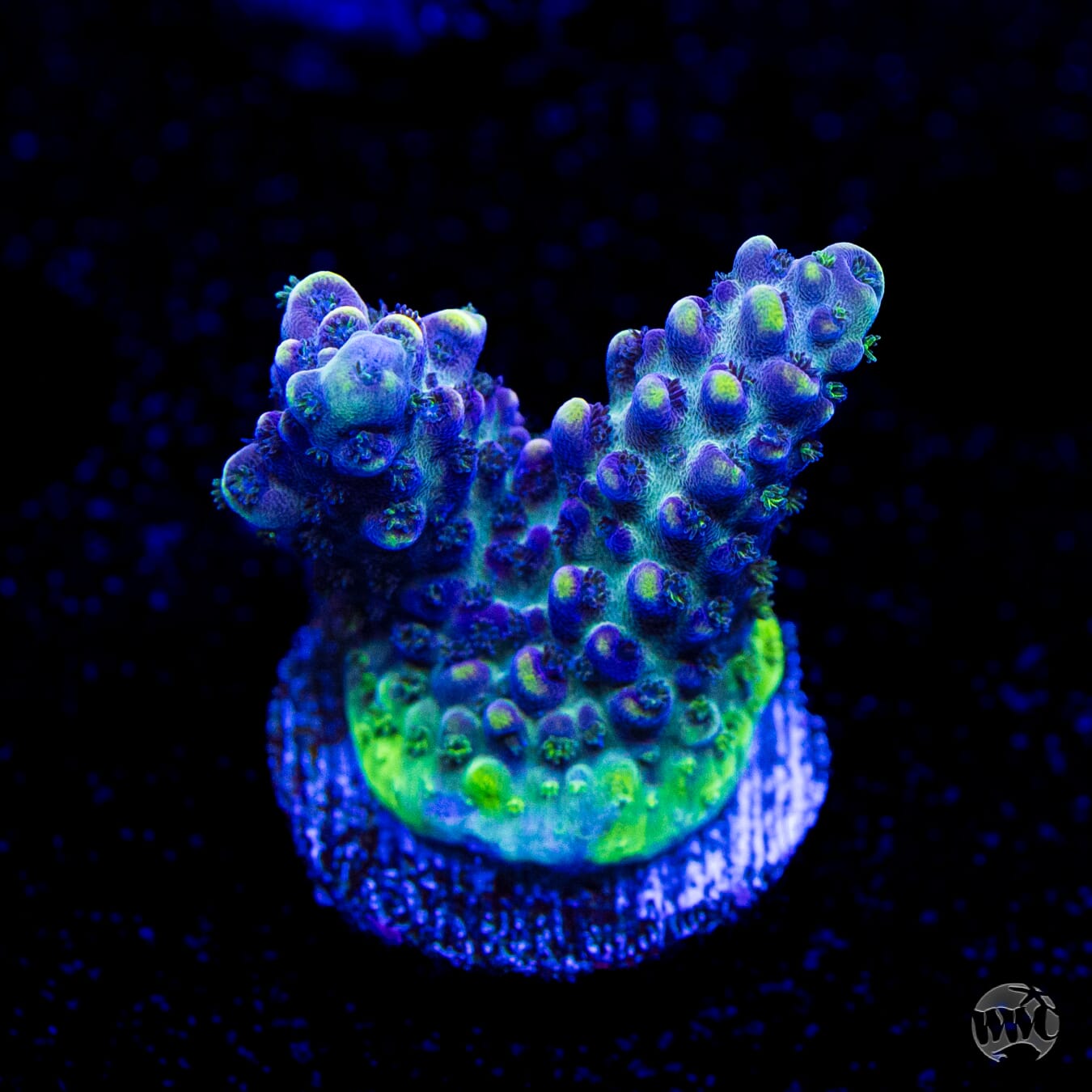 GH Aqua Delight Acropora