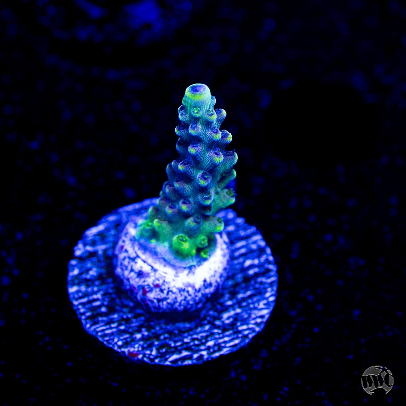 GH Aqua Delight Acropora