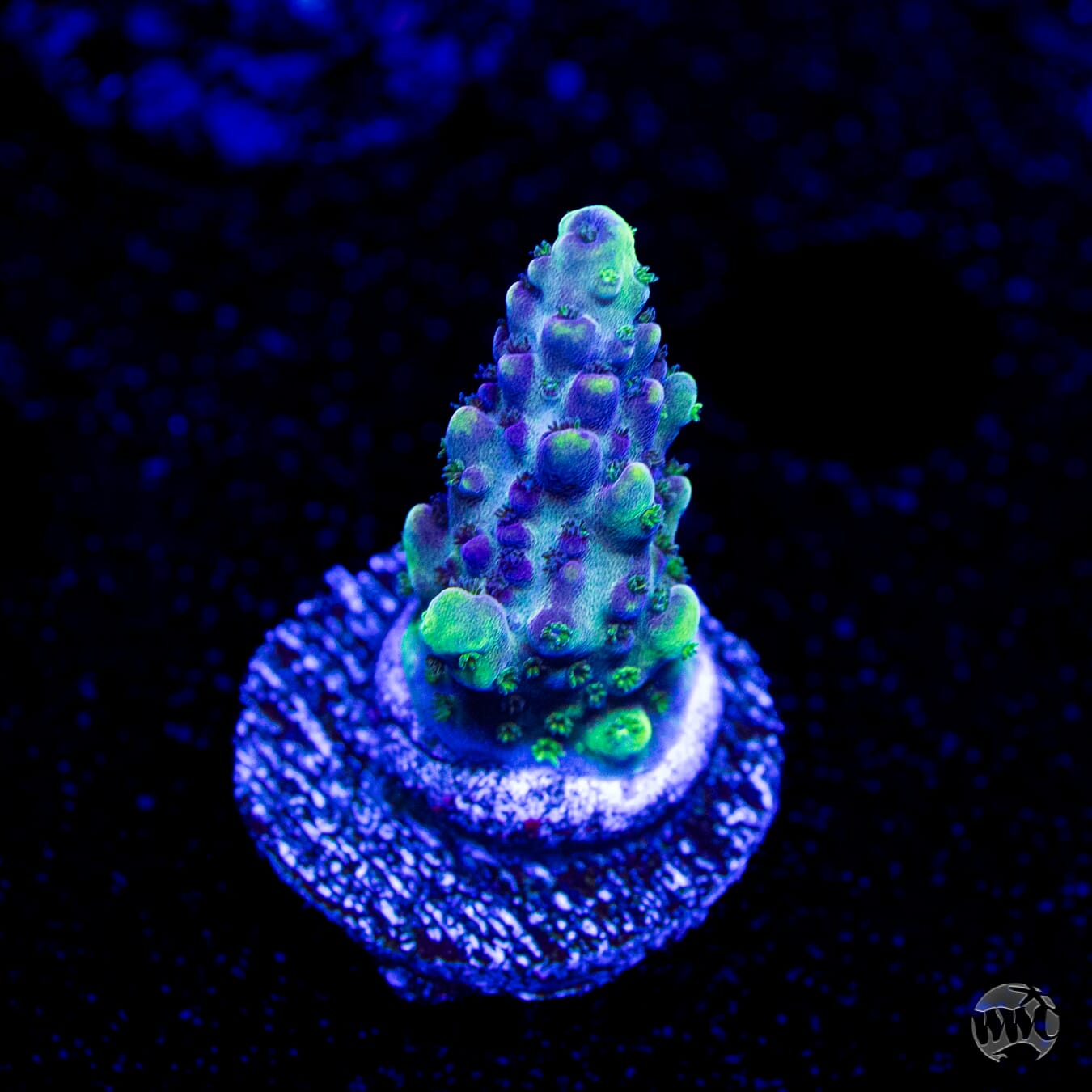 GH Aqua Delight Acropora