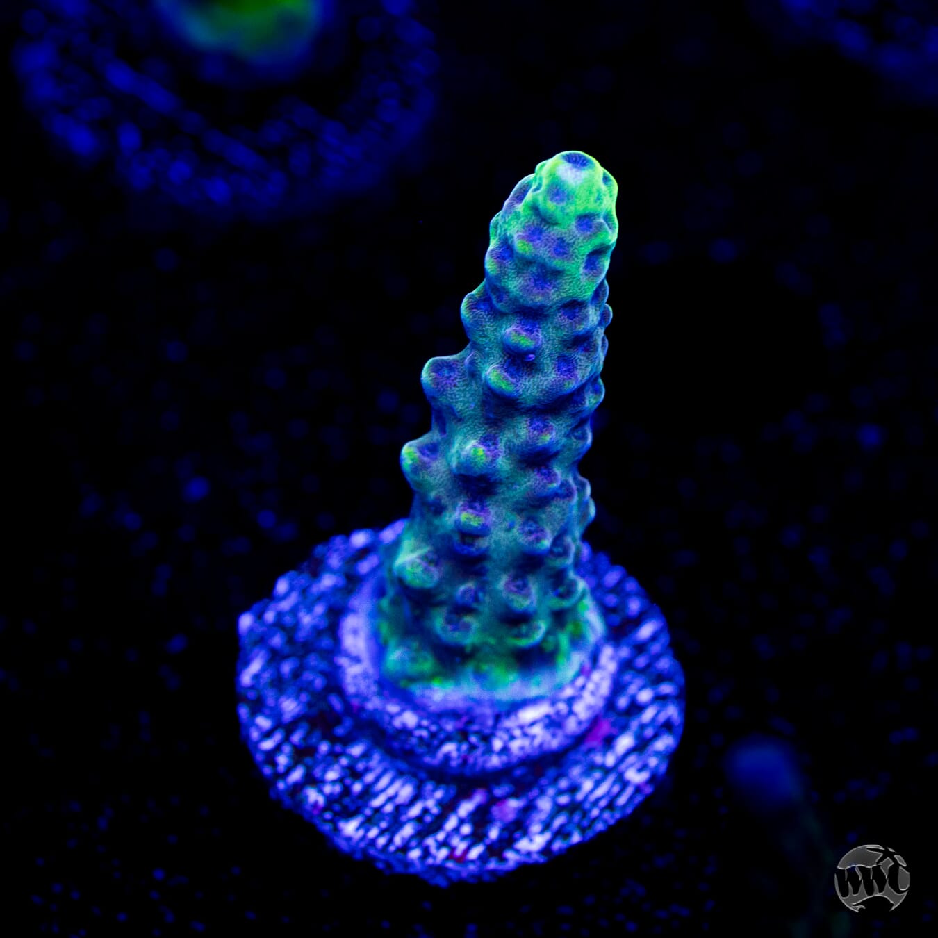 GH Aqua Delight Acropora