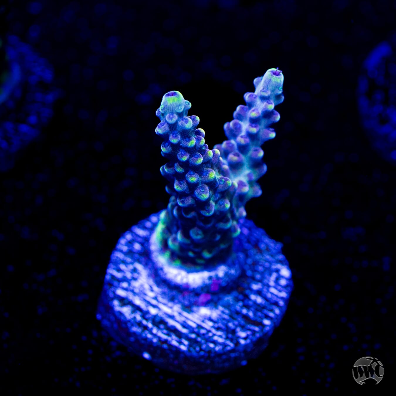 GH Aqua Delight Acropora