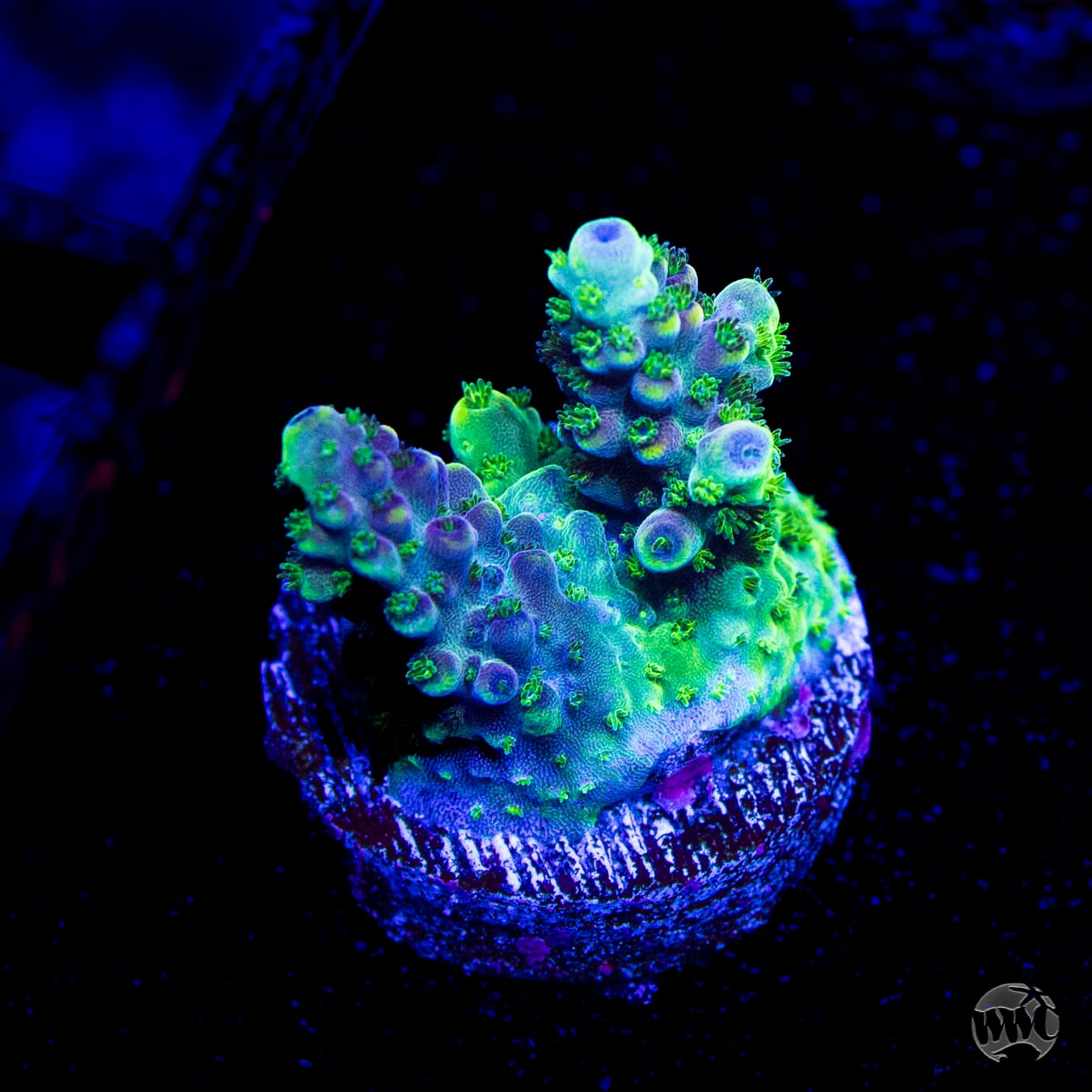 GH Aqua Delight Acropora