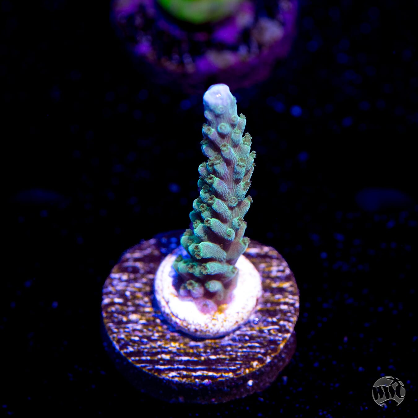 WWC Green Lightning Stag Acropora