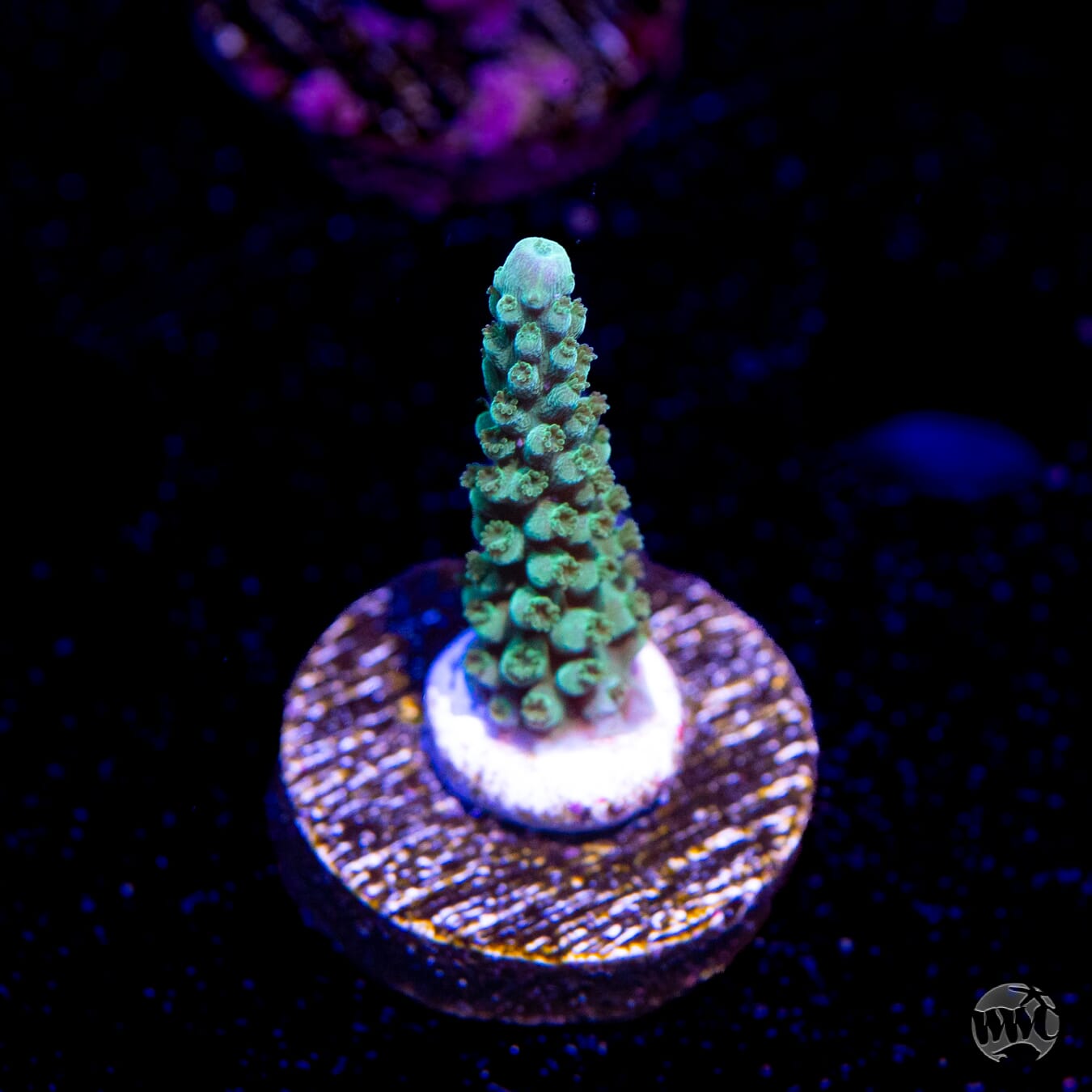 WWC Green Lightning Stag Acropora